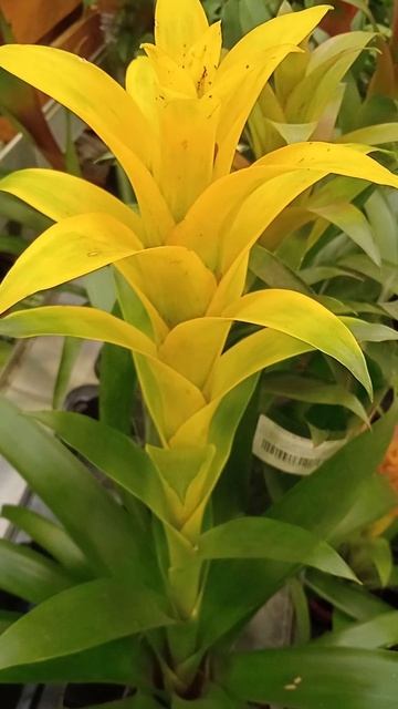 Сколько цветет и живет комнатный цветок Гузмания