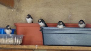 как ласточки строят гнезда ласточки прилетели как выглядят птенцы ласточки