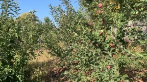 Сорт яблок Флорина! Питомник Мирошниченко!