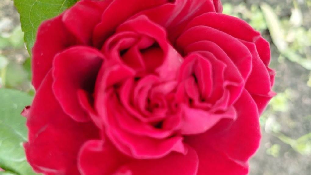 Розы. Красота и особенности. смотреть онлайн