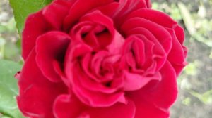 Розы. Красота и особенности.