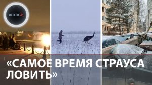 Страуса напоили коньяком | Финн ездит чистить снег в Россию | $500 для таможни | Тайна могильника