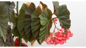 Размножаю бегонию разными способами.