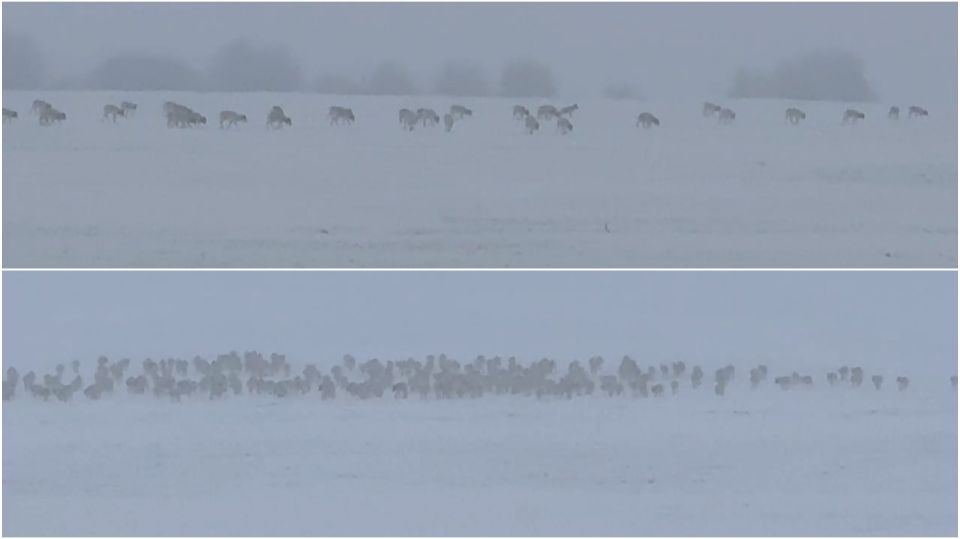 В Саратовскую область вновь пришли полчища сайгаков из Казахстана смотреть онлайн