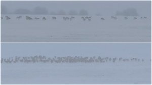 В Саратовскую область вновь пришли полчища сайгаков из Казахстана