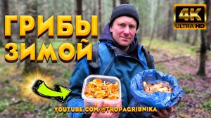 Мистика Или Аномалия. Полные Корзины Грибов Нашли Зимой В Заброшенном Урочище. Тропа Грибника 2026.