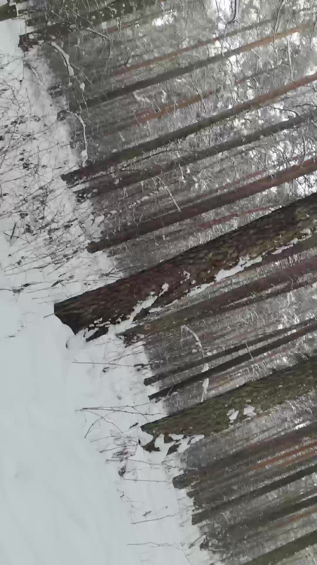 ЕКАТЕРИНБУРГ.ЛЕСНРАРК ГОРА ЛЕСНИРЧКА.