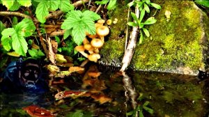 Дождь, река, осень...