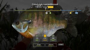 Русская Рыбалка 4 Трофей (Солнечник синежаберный) оз. Лосиное