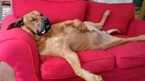 Бог явно пошутил, когда создавал этого пса 😂]