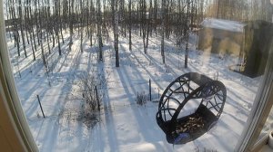 Синицы сортирую семечки