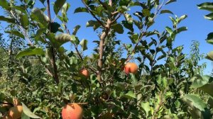 Яблоко Чемпион! Продажа саженцев 2026 год. Питомник Мирошниченко.