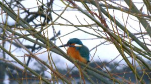 Дикие выходные с Павлом Глазковым. Природный заказник «Южное побережье Невской губы», «Знаменка»