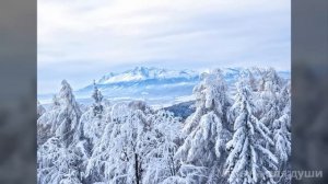 Жизнь научила