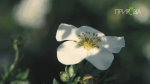 Природа. Лапчатка кустарниковая_2