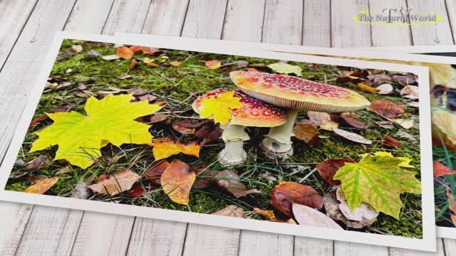 🌹🦋🌺 Я у "Осени" спросила ✬🍂🍁 /Ходит осень в нашем парке, 💖🦋🌺 Дарит осень всем подарки/🍁🍂 смотреть онлайн