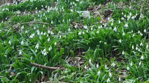 Ялта, Царская тропа, в гостях у сказки 12 месяцев