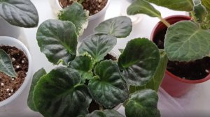 Фиалки. Глоксинии. Обзор