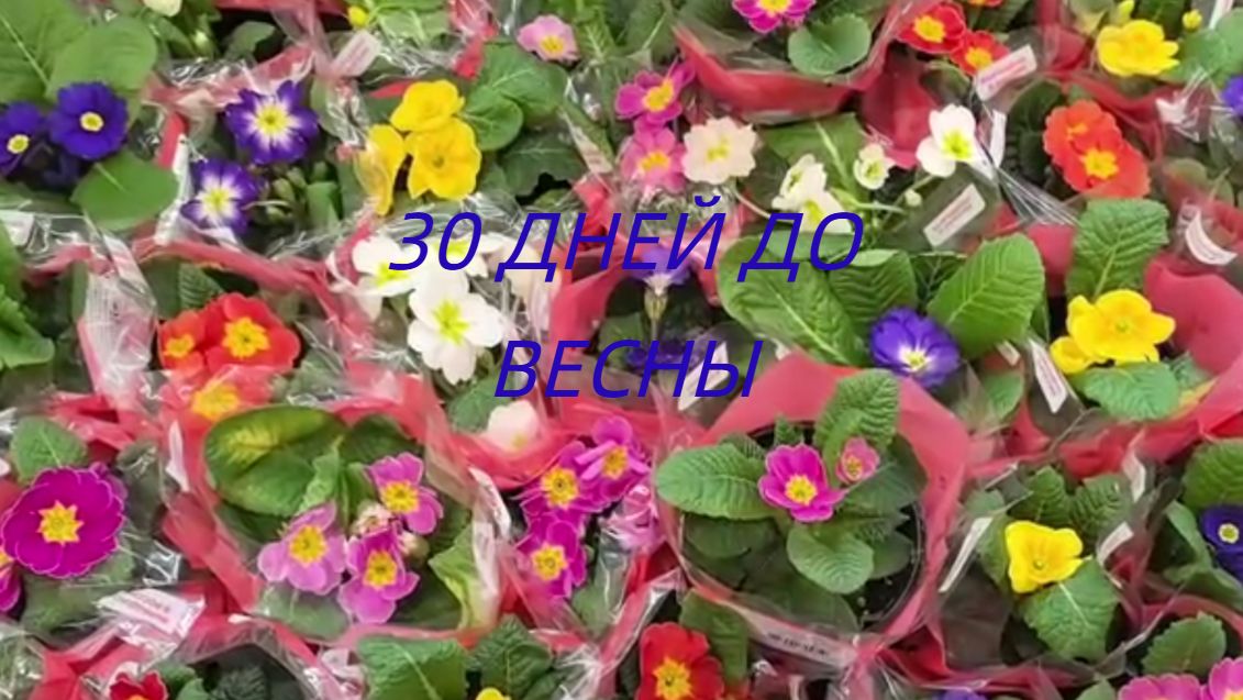 До весны 30 дней, смотри какая красота #скоровесна #цветы #примулы #красивыецветы #весна #январь2026 смотреть онлайн