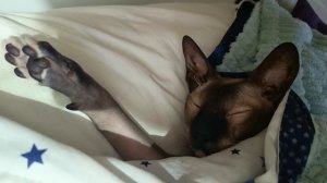 Лысый котик Семангуэй