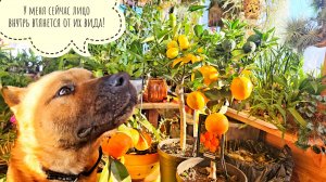 Распаковка, обзор и дегустация цитрусов из ОБИ. Съедобные ли плоды с магазинных цитрусовых деревьев?