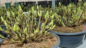 Гортензии из Европы, получили, разгрузили, поставили в хранилище