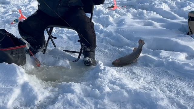 Форель на икру смотреть онлайн