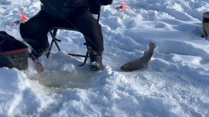 Форель на икру