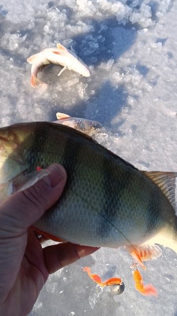 окунь крупнеет смотреть онлайн