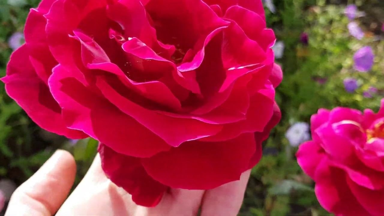 Что в огороде??/В деревне Что в огороде??/В деревне