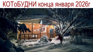 КОТоБудни последней декады января или носом обмороженным мы чуем весну!