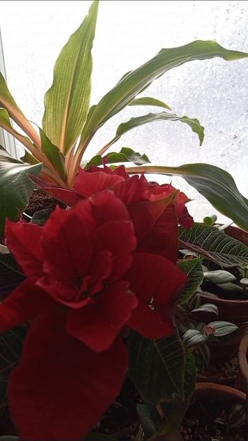 Мороз и тропики 🤗🤗🤗 смотреть онлайн