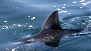 13-летний мальчик погиб после нападения акулы