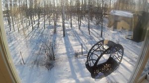 Синица имени Балдуина IV Иерусалимского