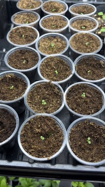 Петуния. Пересадка и обзор смотреть онлайн