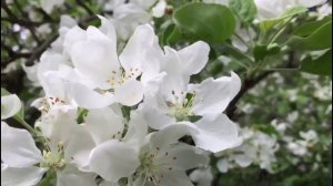 Цветущий май/Отдыхаем культурно/Часть первая