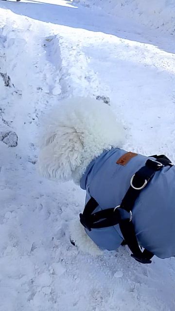 Прогулка с Мэлли смотреть онлайн