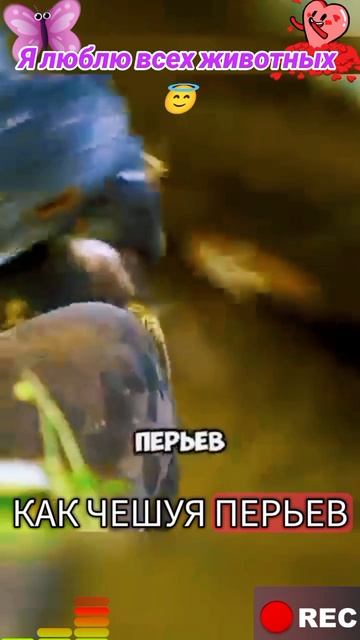 Я люблю всех животных😇 смотреть онлайн