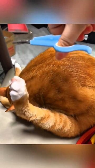 Разные способы подстригать когти вашим кошкам 😅 смотреть онлайн