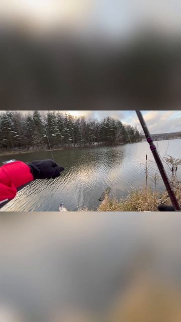 Микроджиг в первые заморозки, ловлю окуня