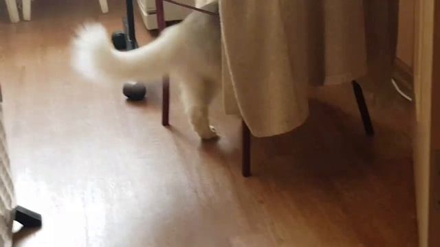 Леся и Сёма - Тренировка футболиста смотреть онлайн