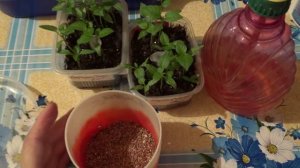 2177.  Мой особый способ пикирования перцев. ВПЛ,