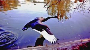 Оживление фотографии №123