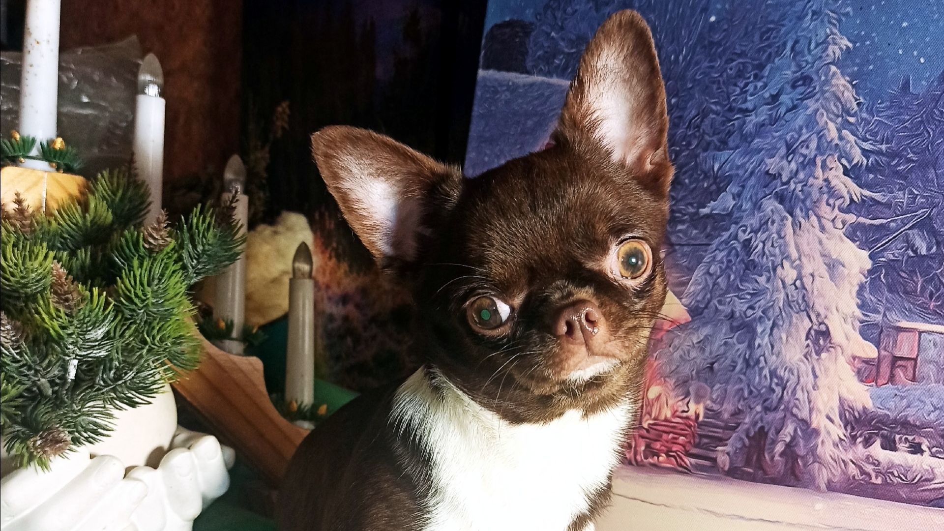 Шикарная #чихуахуа_кобби_тип с гарантией ЗДОРОВЬЯ, веса, размера Чилеста #цена 100 тр #купить_щенка смотреть онлайн