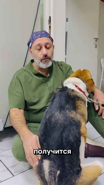 Поезд сбил собаку