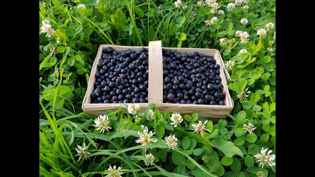 Джем из чёрной смородины/Очень вкусно быстро и легко!