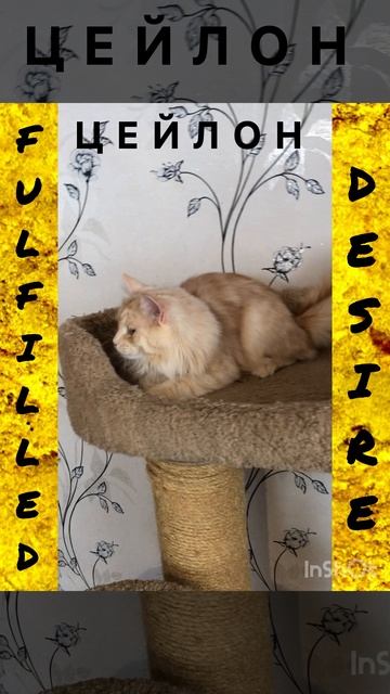Сибирские котята от питомника Fulfilled Desire