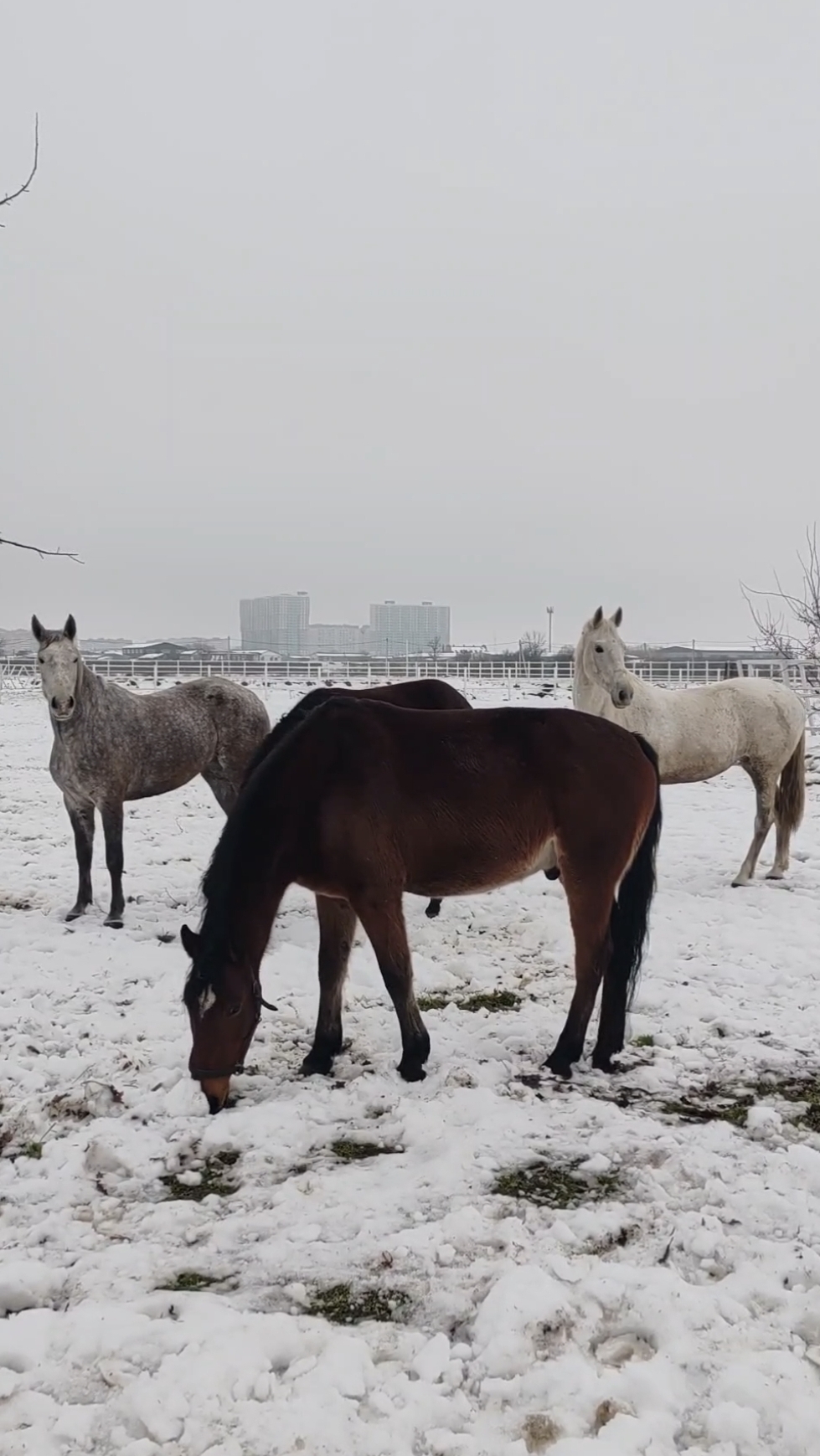 #сказка #зима #краснодар #winter #ферма #fairytales #horse #лошади смотреть онлайн