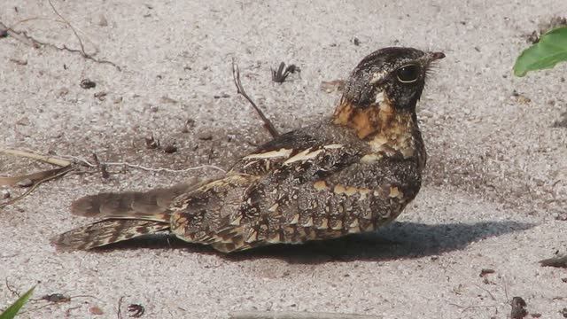 Звук природы. Пение птицы Козодой обыкновенный на опушке леса смотреть онлайн