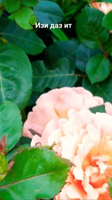 как хороши были розы Из даз ит смотреть онлайн